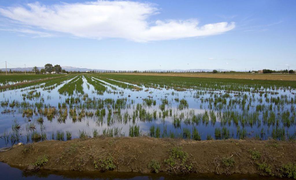 Mi Apartamento En El Delta Del Ebro Дельтебре Экстерьер фото